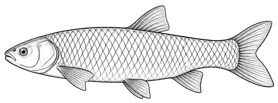 Amur